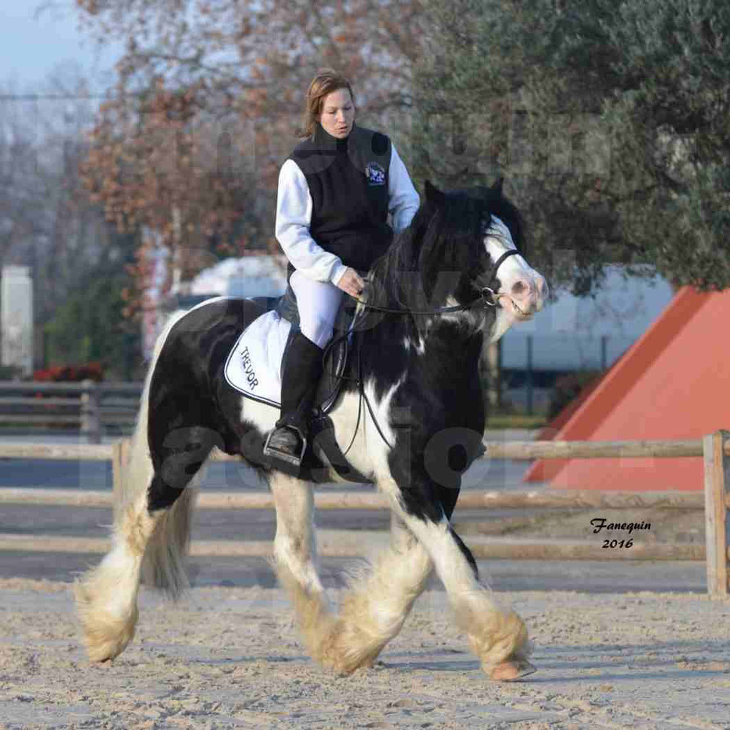 Cheval Passion 2016 - IRISH COB - monté par une cavalière - 06