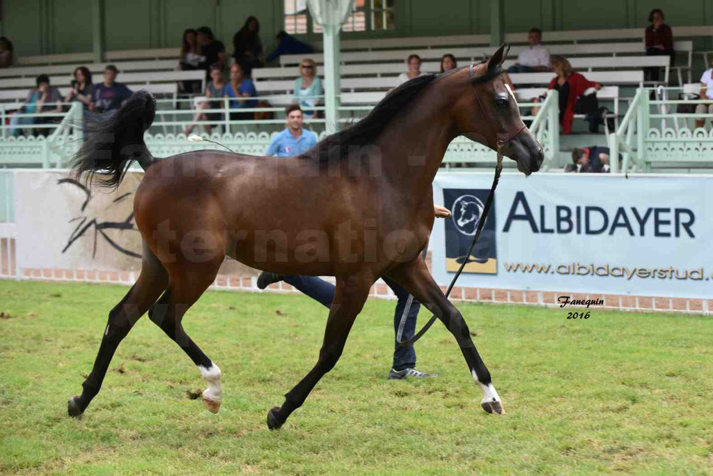 International Arabian Horse Show B de VICHY 2016 - ESMAELIA AL HEVAN - Notre Sélection - 11