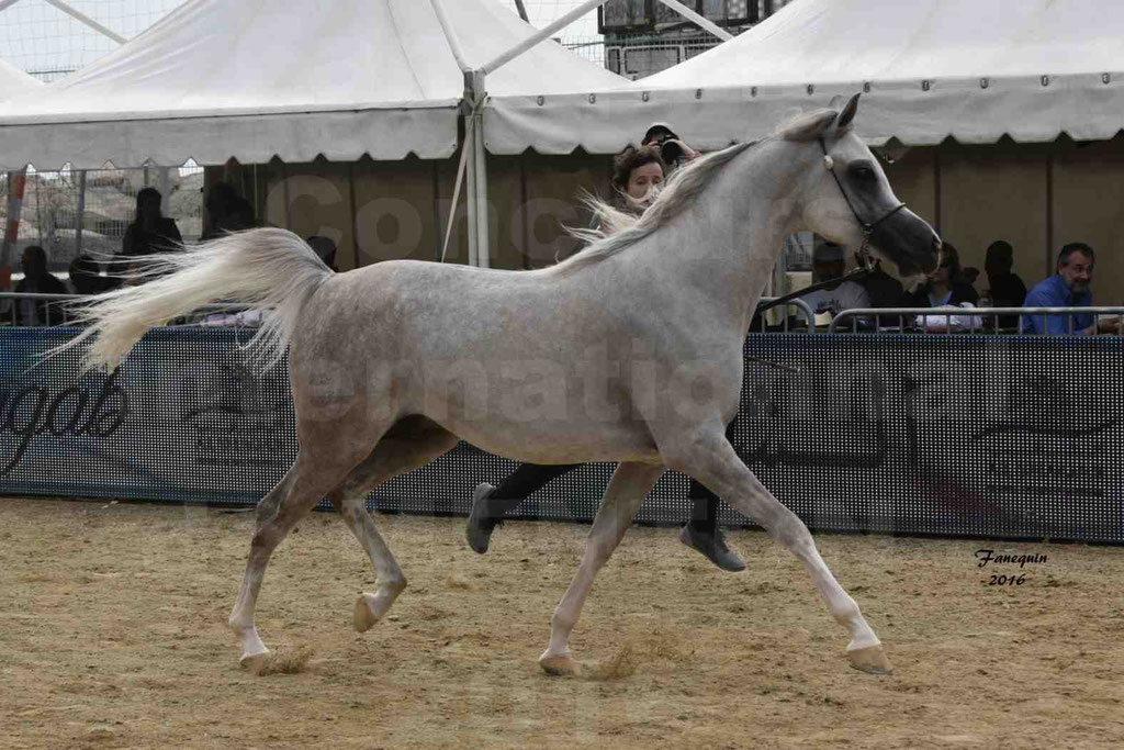 Championnat du pur-sang arabe de la Méditerranée et des pays arabes - MENTON 2016 - JALAL AL JASSIMYA - Notre Sélection - 12