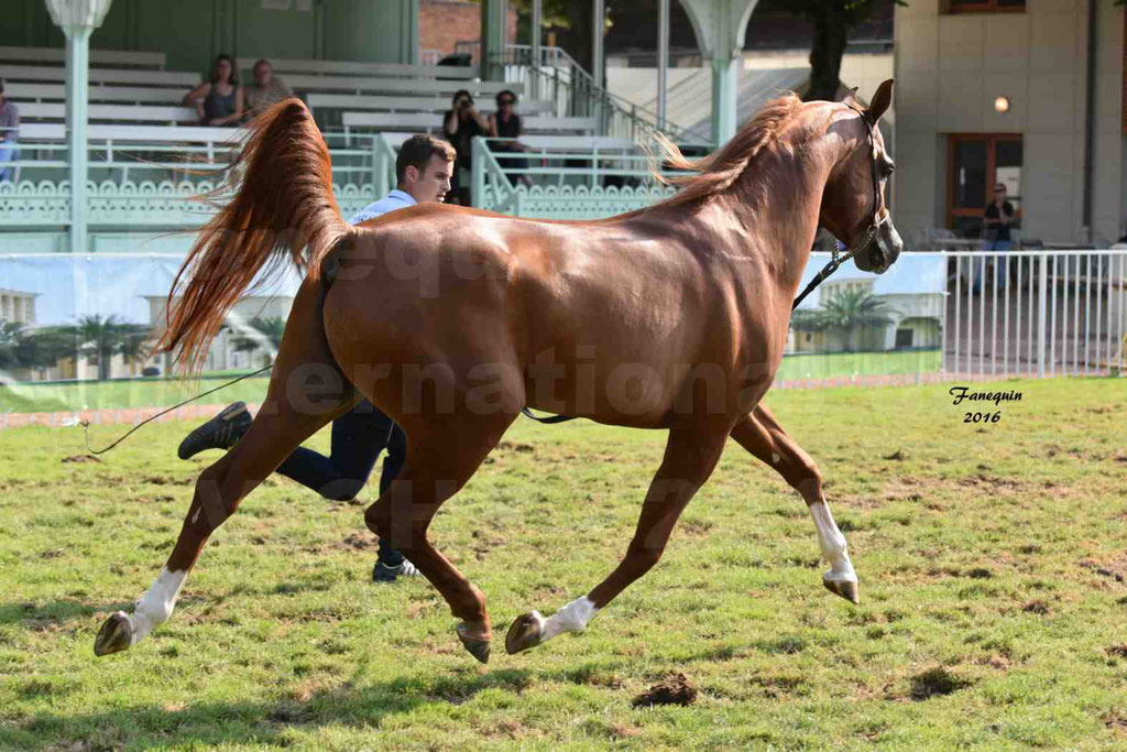 International Arabian Horse Show B de VICHY 2016 - DZHARI NUNKI - Notre Sélection - 26