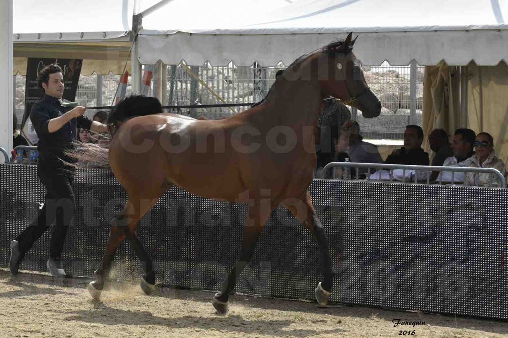 Championnat du pur-sang arabe de la Méditerranée et des pays arabes - MENTON 2016 - GHAZWAN AL JASSIMYA - Notre Sélection - 09