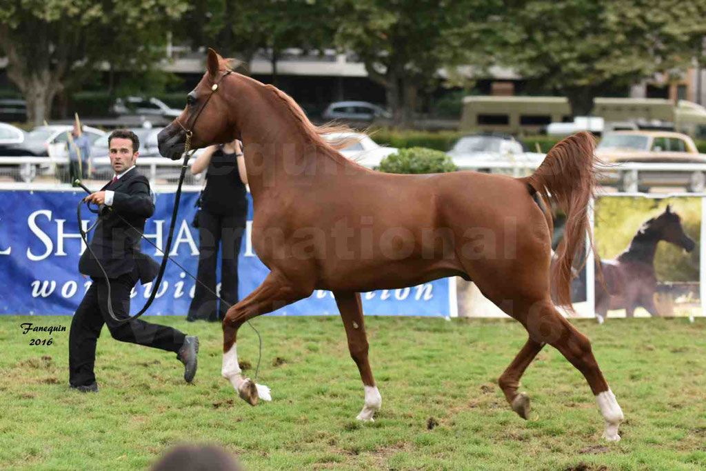 International Arabian Horse Show B de VICHY 2016 - DZHARI NUNKI - Notre Sélection - 10