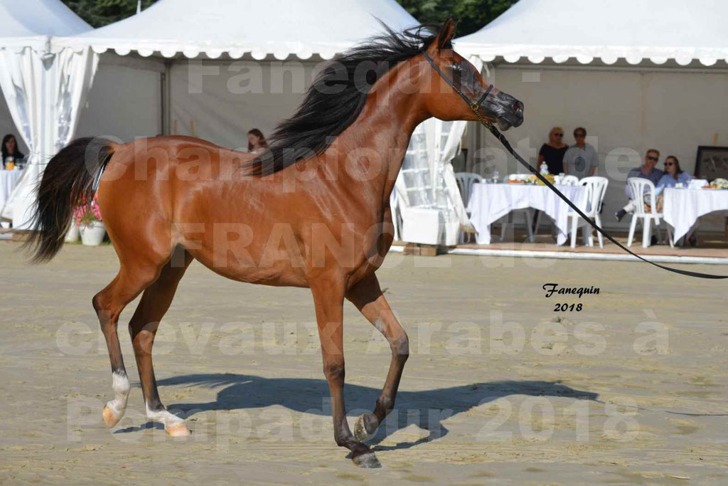 Championnat de FRANCE des chevaux Arabes à Pompadour en 2018 - SH CHARISMA - Notre Sélection - 04