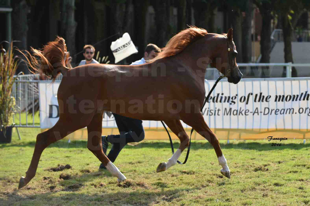 International Arabian Horse Show B de VICHY 2016 - DZHARI NUNKI - Notre Sélection - 33