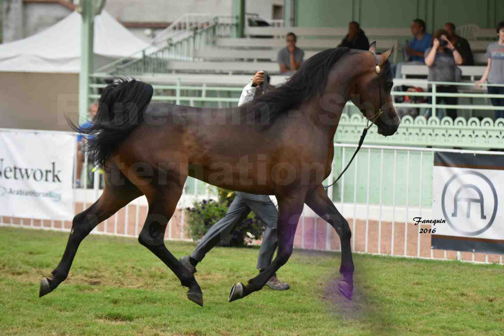 International Arabian Horse Show B de VICHY 2016 - MILLIAR - Notre Sélection - 12