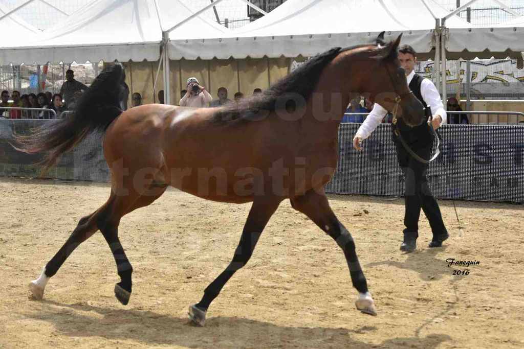 Championnat du Pur-Sang Arabe de la Méditerranée et des pays Arabes - MENTON 2016 - GALLARDO J - C 122