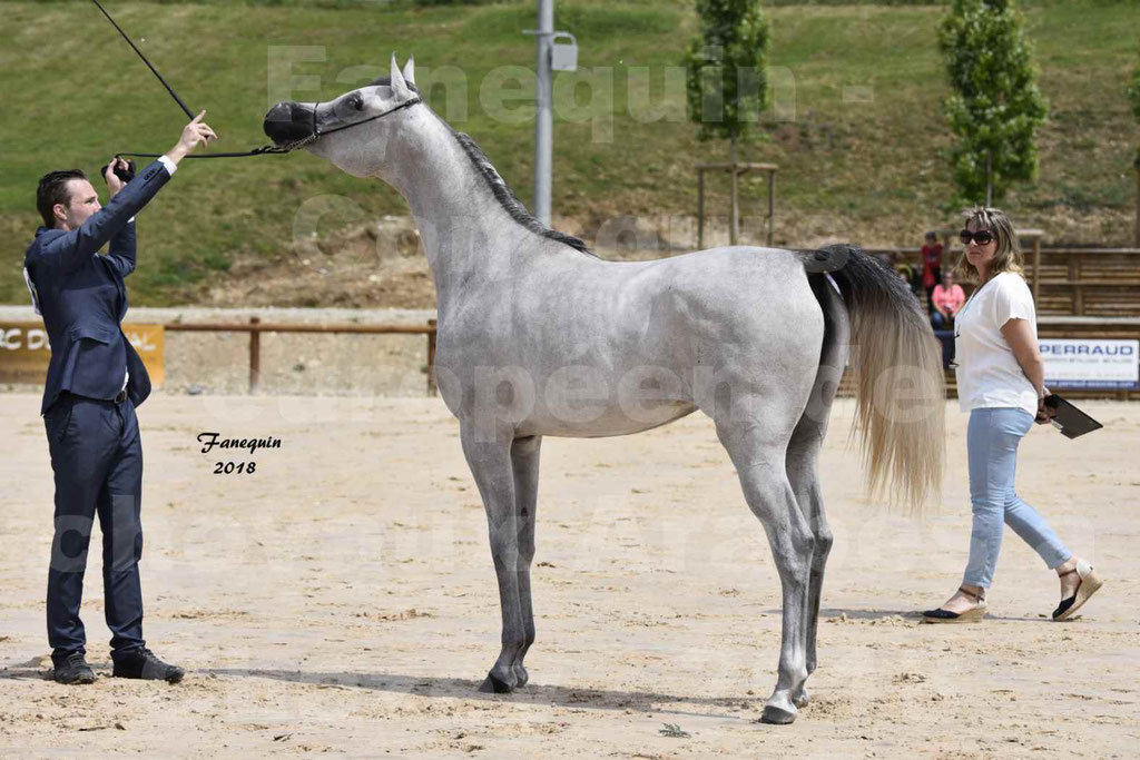 Concours Européen de chevaux Arabes à Chazey sur Ain 2018 - FATIN ALBIDAYER - Notre Sélection - 13