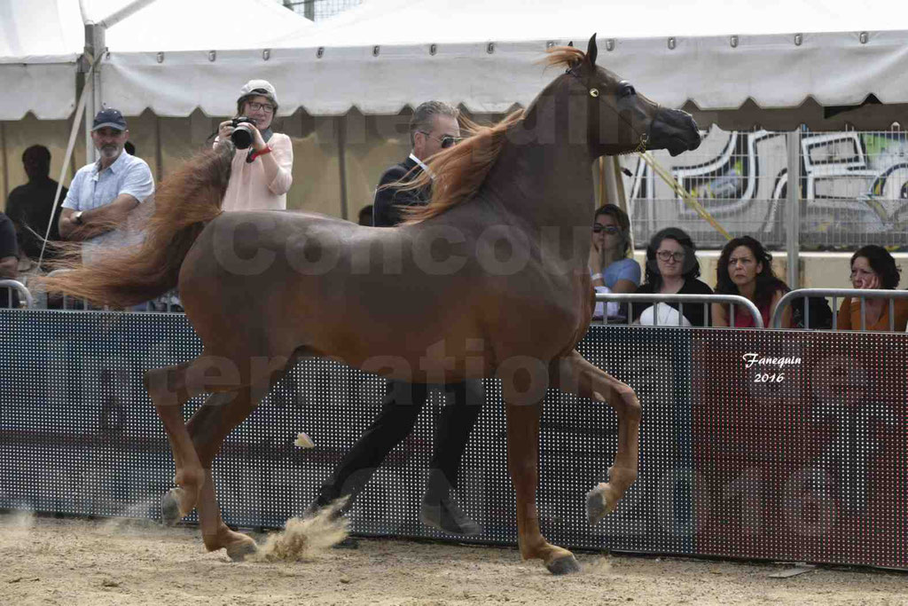 Championnat du pur-sang arabe de la Méditerranée et des pays arabes - MENTON 2016 - FAKHR AL KHALEDIAH - Notre Sélection - 17