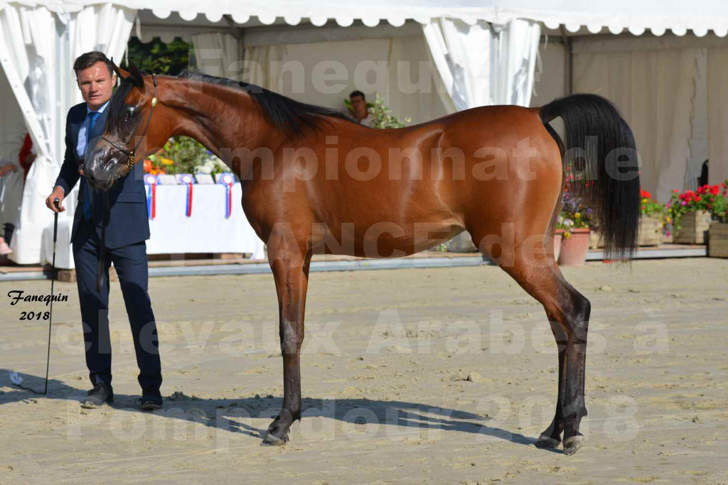 Championnat de FRANCE de chevaux Arabes à Pompadour en 2018 - BO AS ALEXANDRA - Notre Sélection - 46