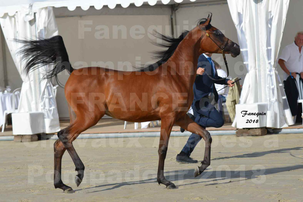 Championnat de FRANCE de chevaux Arabes à Pompadour en 2018 - BO AS ALEXANDRA - Notre Sélection - 17