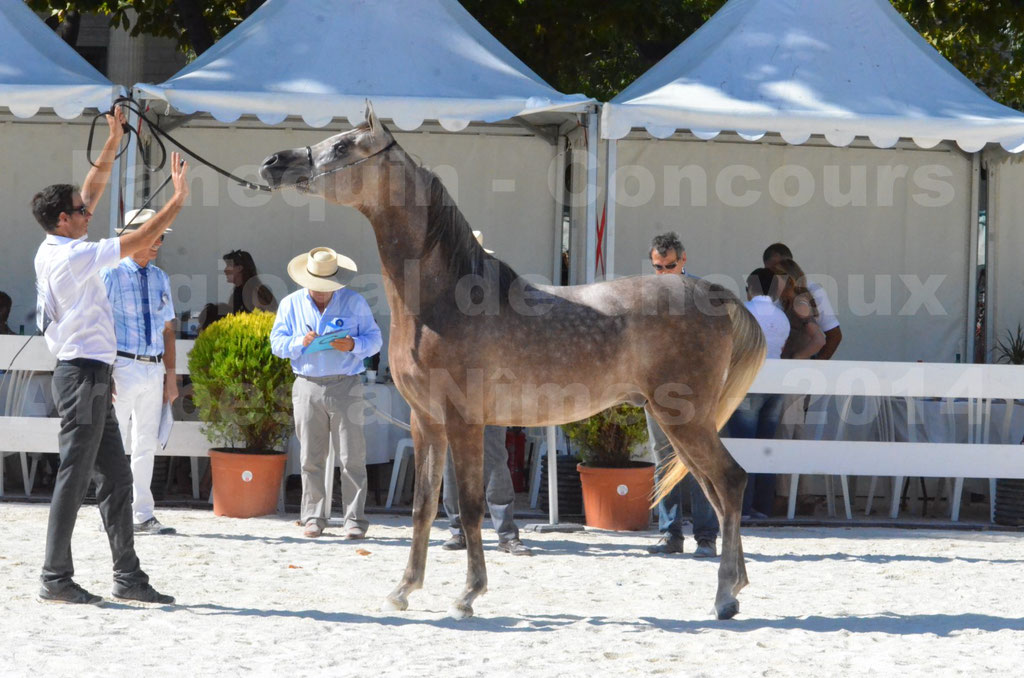 Concours régional de Nîmes de chevaux Arabes - 2014 - CHEM'S PHARAON - 14