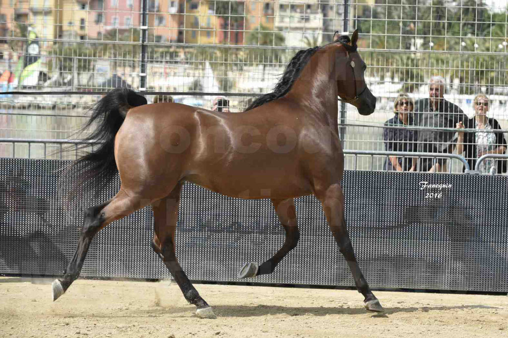 Championnat du pur-sang arabe de la Méditerranée et des pays arabes - MENTON 2016 - GHAZWAN AL JASSIMYA - Notre Sélection - 14