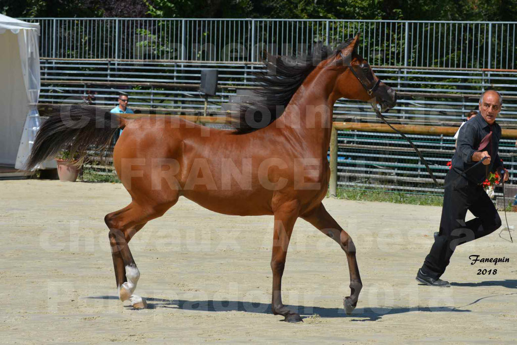 Championnat de FRANCE des chevaux Arabes à Pompadour en 2018 - SH CHARISMA - Notre Sélection - 20