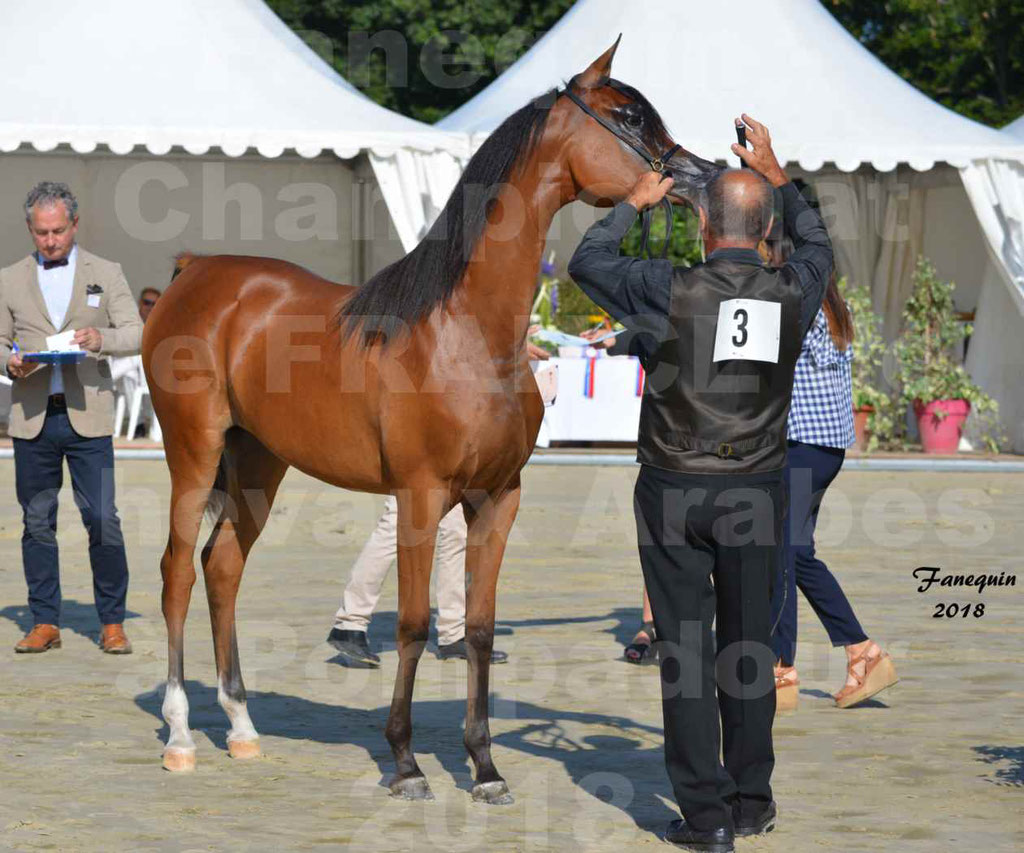 Championnat de FRANCE des chevaux Arabes à Pompadour en 2018 - SH CHARISMA - Notre Sélection - 06