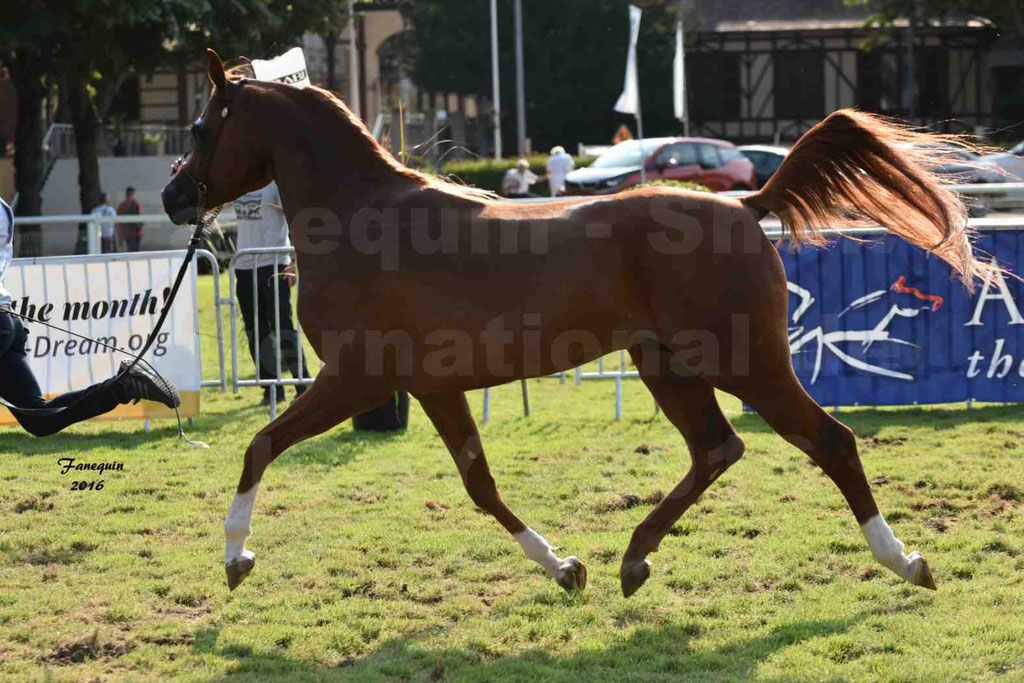 International Arabian Horse Show B de VICHY 2016 - DZHARI NUNKI - Notre Sélection - 30