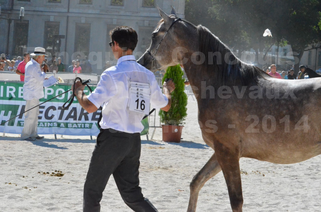 Concours régional de Nîmes de chevaux Arabes - 2014 - CHEM'S PHARAON - 16