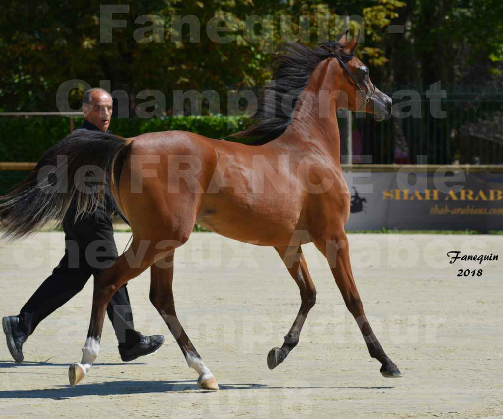 Championnat de FRANCE des chevaux Arabes à Pompadour en 2018 - SH CHARISMA - Notre Sélection - 29