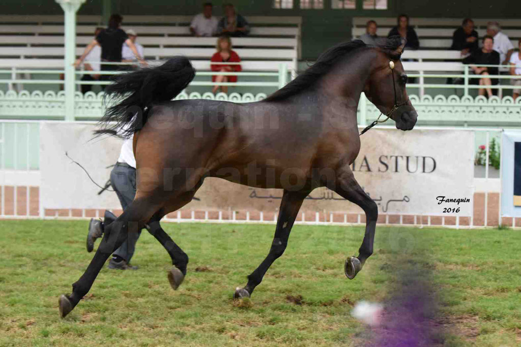 International Arabian Horse Show B de VICHY 2016 - MILLIAR - Notre Sélection - 21