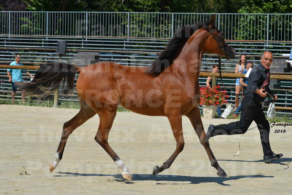 Championnat de FRANCE des chevaux Arabes à Pompadour en 2018 - SH CHARISMA - Notre Sélection - 21