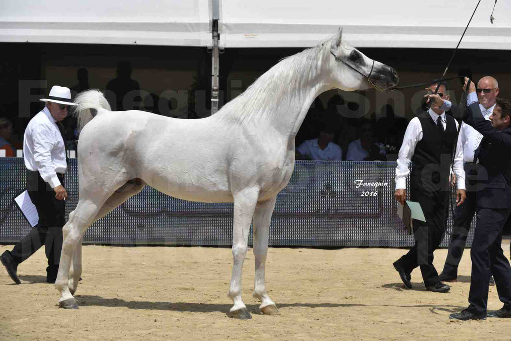 Championnat du Pur Sang Arabe de la Méditerranée et des pays Arabes - MENTON 2016 - RASWAN DE GARGASSAN - Notre Sélection - 20