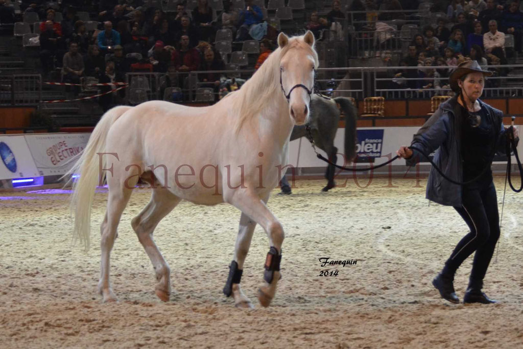 Show des races - Chevaux BARBE 22