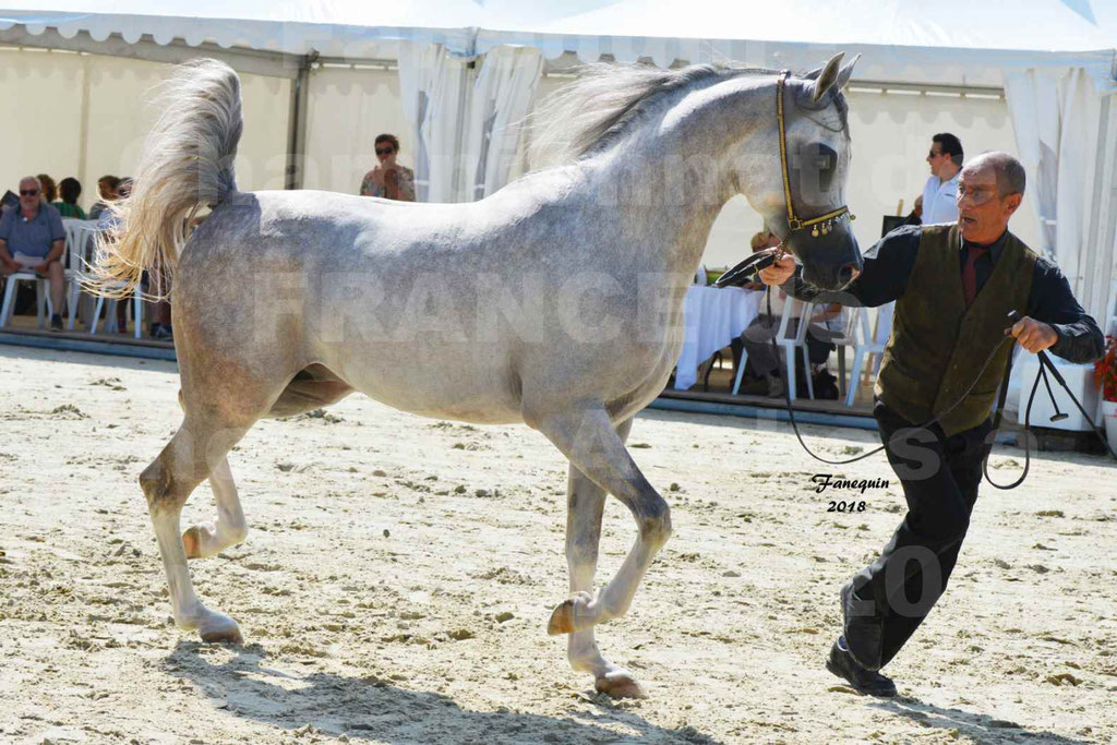 Championnat de FRANCE de chevaux Arabes à Pompadour en 2018 - SH CHAGALL - Notre Sélection - 03
