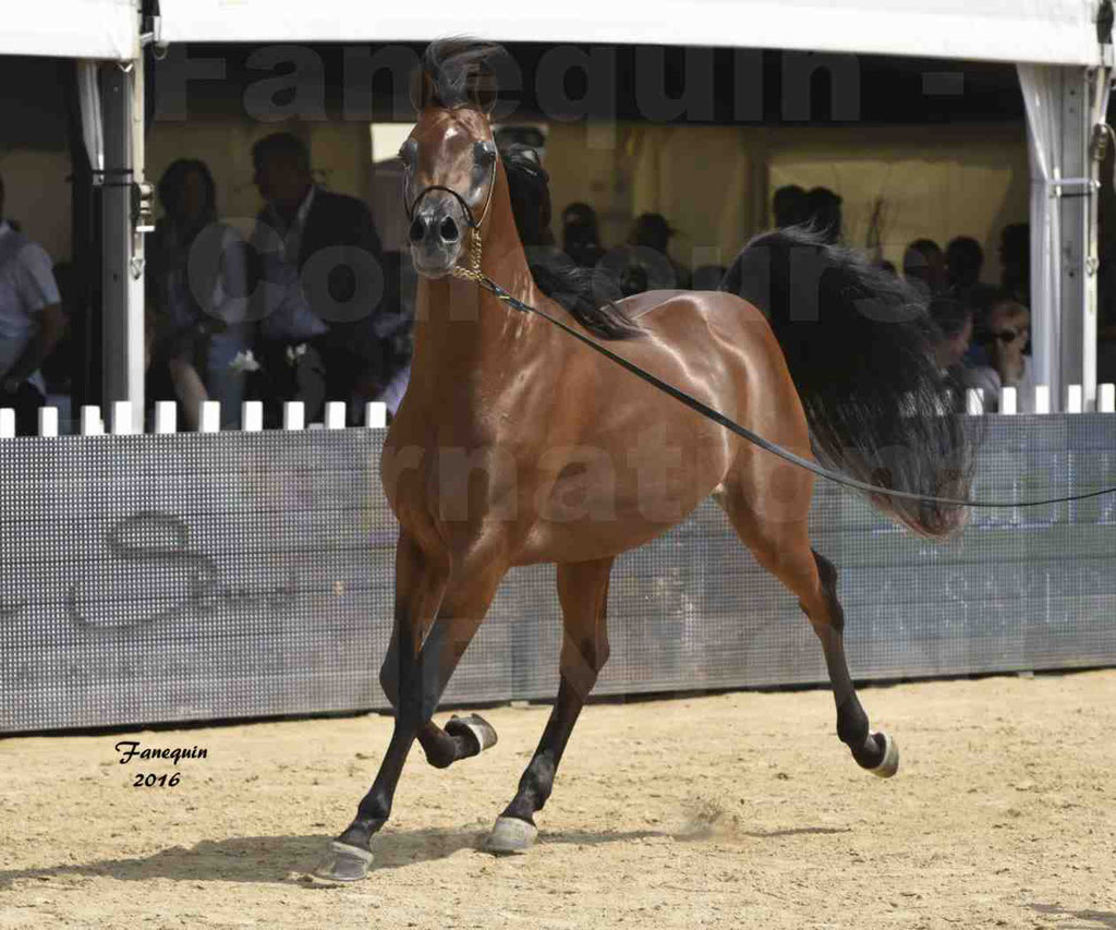 Championnat du pur-sang arabe de la Méditerranée et des pays arabes - MENTON 2016 - GHAZWAN AL JASSIMYA - Notre Sélection - 25