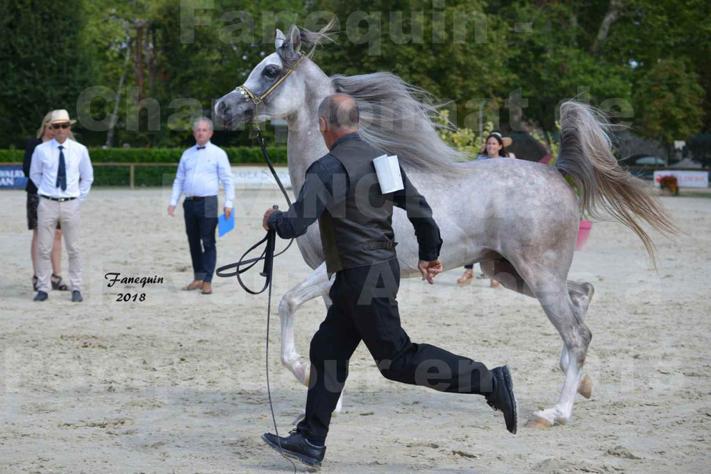 Championnat de FRANCE de chevaux Arabes à Pompadour en 2018 - SH CHAGALL - Notre Sélection - 08