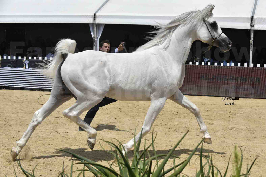 Championnat du Pur Sang Arabe de la Méditerranée et des pays Arabes - MENTON 2016 - RASWAN DE GARGASSAN - Notre Sélection - 19