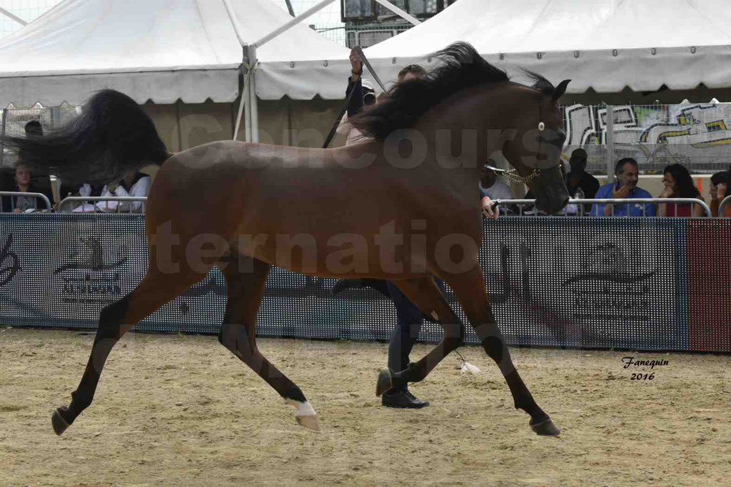 Championnat du pur-sang arabe de la Méditerranée et des pays arabes - MENTON 2016 - LUIGI - Notre Sélection - 14