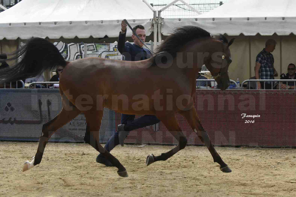 Championnat du pur-sang arabe de la Méditerranée et des pays arabes - MENTON 2016 - LUIGI - Notre Sélection - 16