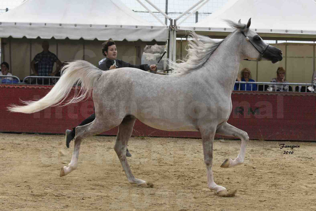 Championnat du pur-sang arabe de la Méditerranée et des pays arabes - MENTON 2016 - JALAL AL JASSIMYA - Notre Sélection - 16