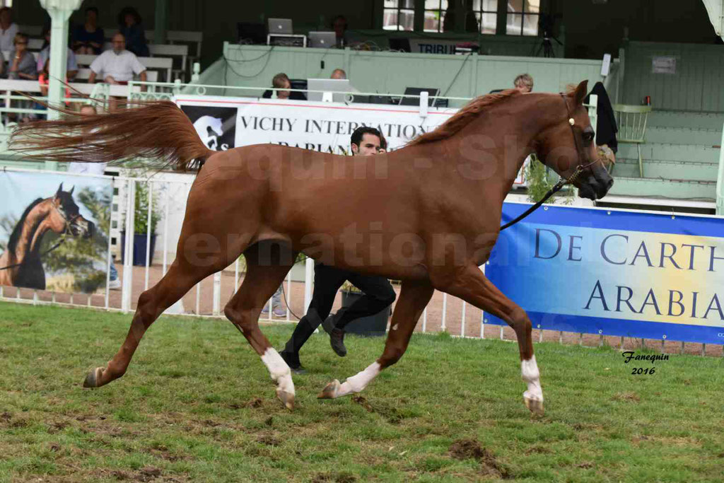 International Arabian Horse Show B de VICHY 2016 - DZHARI NUNKI - Notre Sélection - 06