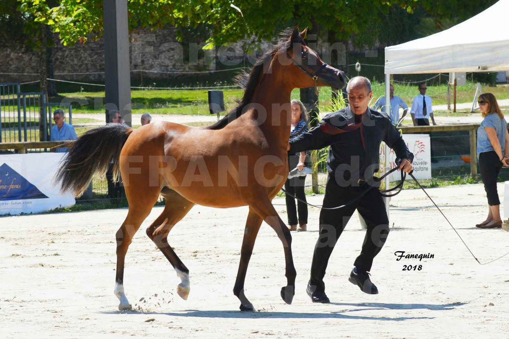 Championnat de FRANCE des chevaux Arabes à Pompadour en 2018 - SH CHARISMA - Notre Sélection - 08
