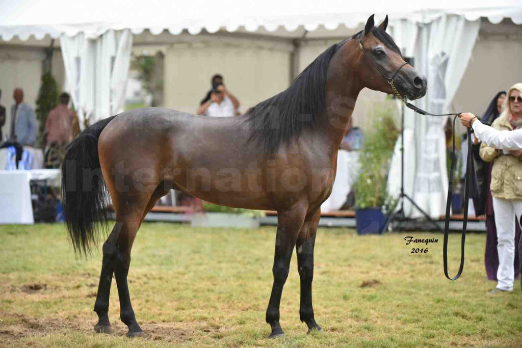 International Arabian Horse Show B de VICHY 2016 - MILLIAR - Notre Sélection - 38