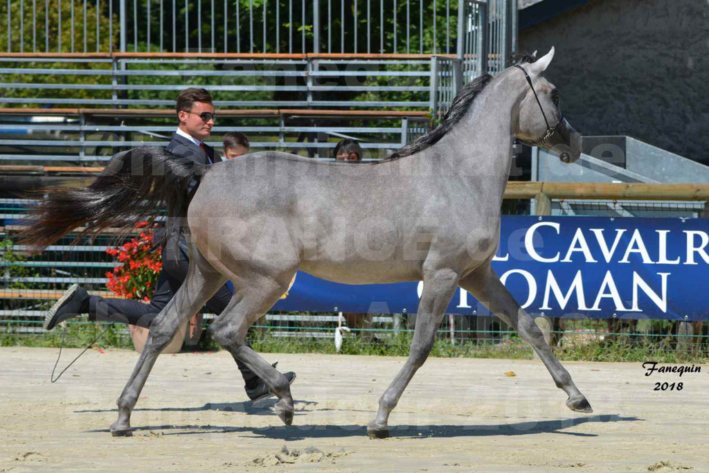 Championnat de FRANCE de chevaux Arabes à Pompadour en 2018 - SANIA DU CAYRON - Notre Sélection - 12