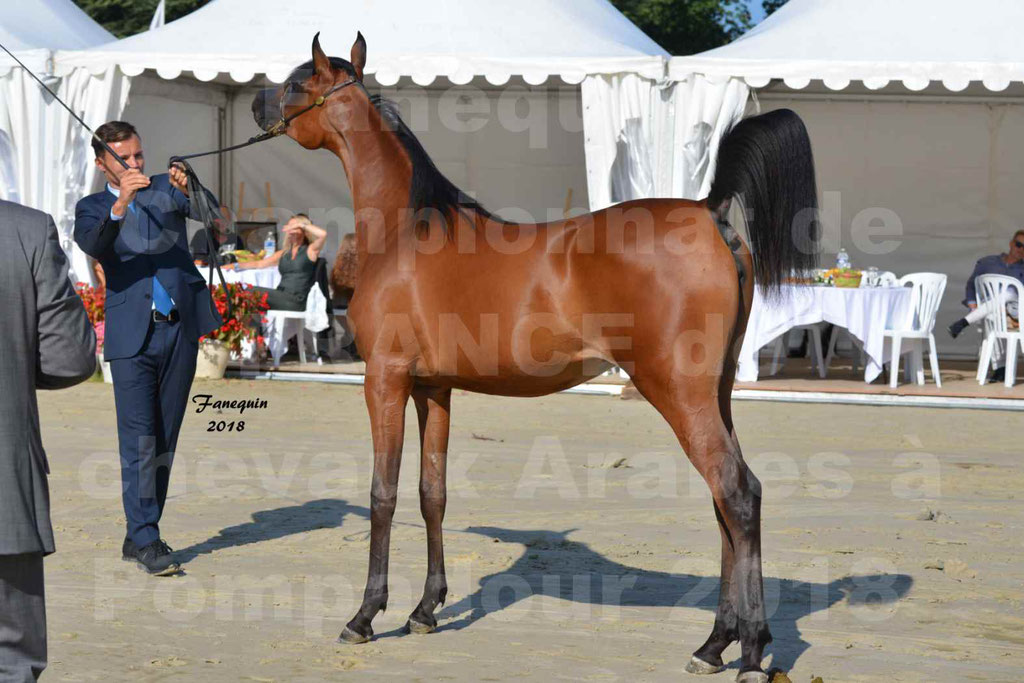 Championnat de FRANCE de chevaux Arabes à Pompadour en 2018 - BO AS ALEXANDRA - Notre Sélection - 43