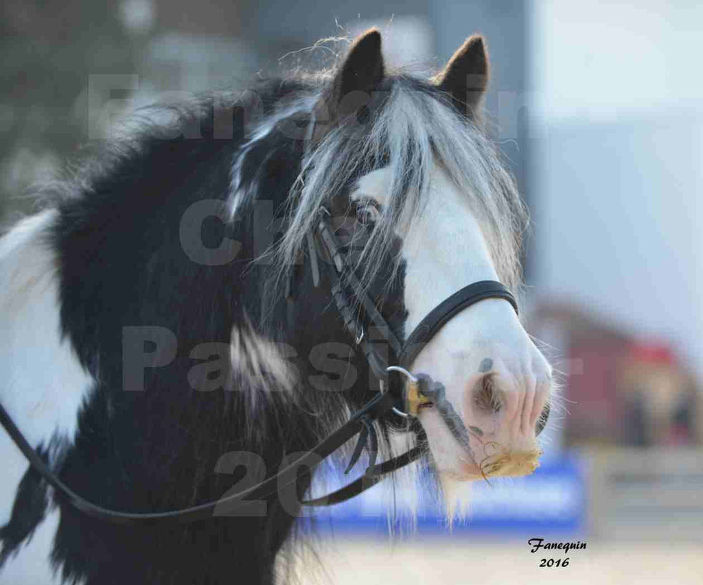 Cheval Passion 2016 - IRISH COB - monté par une cavalière - Portraits - 06