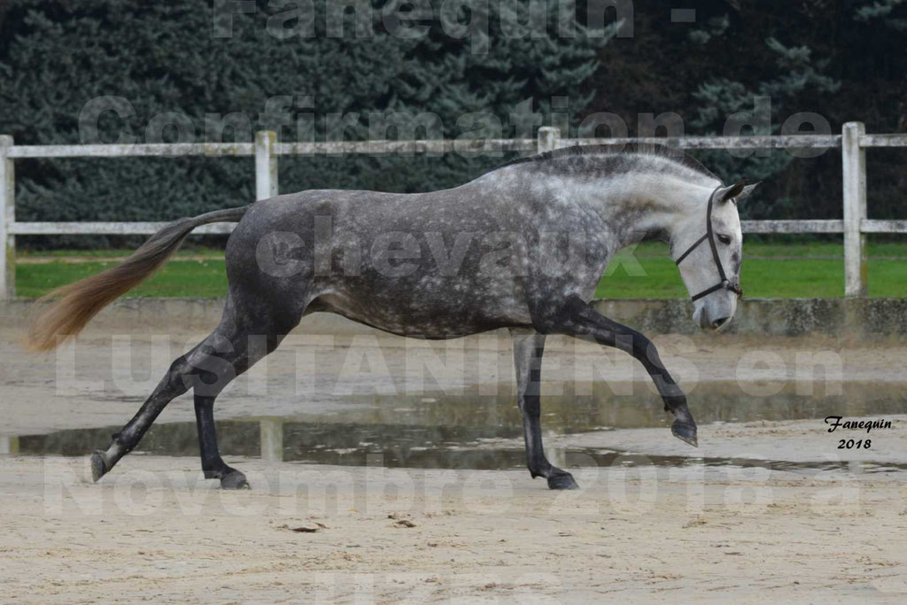 Confirmation de chevaux LUSITANIENS aux Haras d'UZES Novembre 2018 - JAVA DO REAL - 03