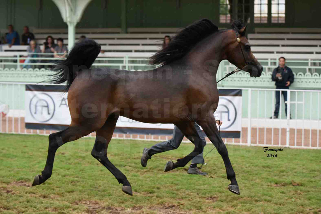 International Arabian Horse Show B de VICHY 2016 - MILLIAR - Notre Sélection - 19