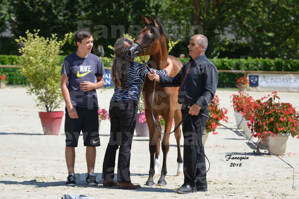 Championnat de FRANCE des chevaux Arabes à Pompadour en 2018 - SH CHARISMA - Notre Sélection - 35