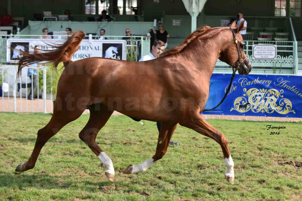 International Arabian Horse Show B de VICHY 2016 - DZHARI NUNKI - Notre Sélection - 20