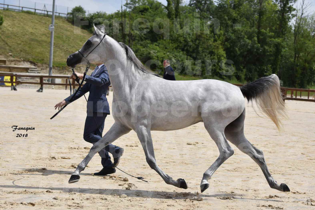 Concours Européen de chevaux Arabes à Chazey sur Ain 2018 - FATIN ALBIDAYER - Notre Sélection - 08