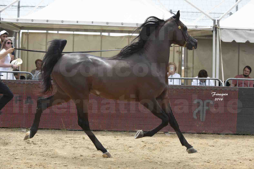 Championnat du pur-sang arabe de la Méditerranée et des pays arabes - MENTON 2016 - EKS ALIHANDRO - Notre Sélection - 15