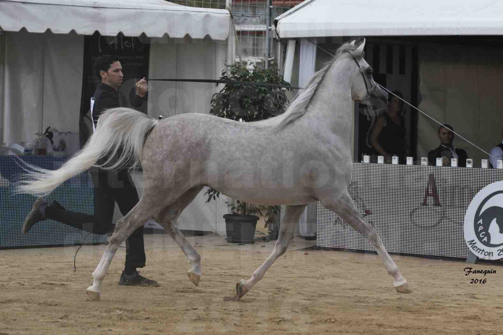 Championnat du pur-sang arabe de la Méditerranée et des pays arabes - MENTON 2016 - JALAL AL JASSIMYA - Notre Sélection - 09