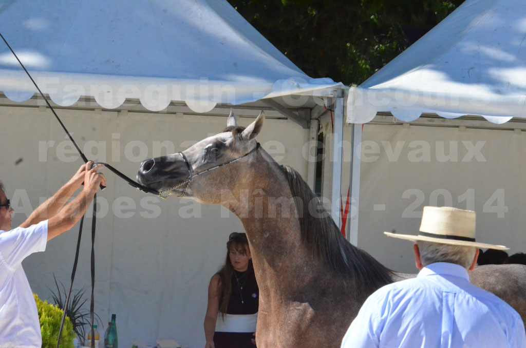 Concours régional de Nîmes de chevaux Arabes - 2014 - CHEM'S PHARAON - 10