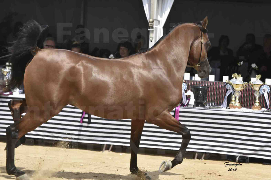 Championnat du pur-sang arabe de la Méditerranée et des pays arabes - MENTON 2016 - GHAZWAN AL JASSIMYA - Notre Sélection - 24