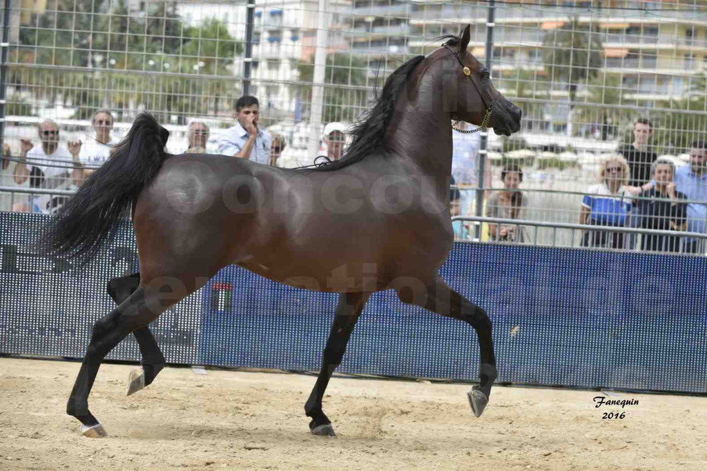 Championnat du pur-sang arabe de la Méditerranée et des pays arabes - MENTON 2016 - EKS ALIHANDRO - Notre Sélection - 23