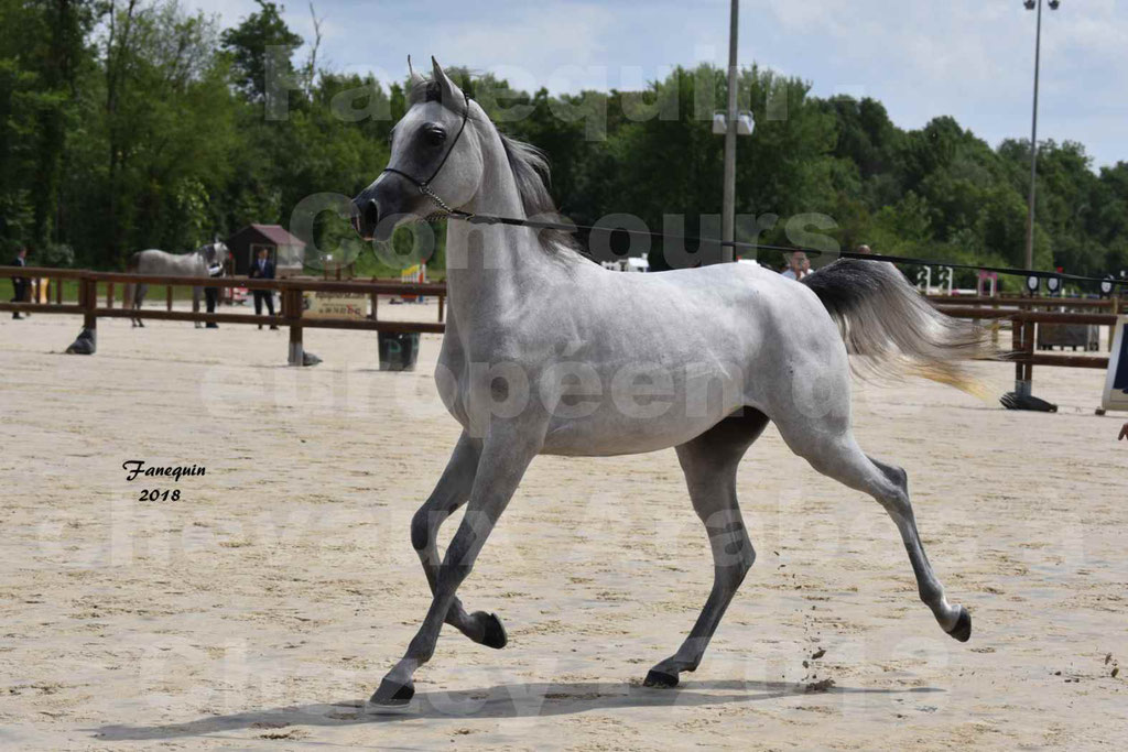 Concours Européen de chevaux Arabes à Chazey sur Ain 2018 - FATIN ALBIDAYER - Notre Sélection - 04