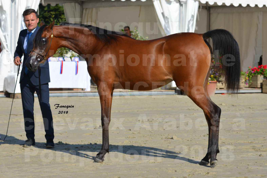 Championnat de FRANCE de chevaux Arabes à Pompadour en 2018 - BO AS ALEXANDRA - Notre Sélection - 47